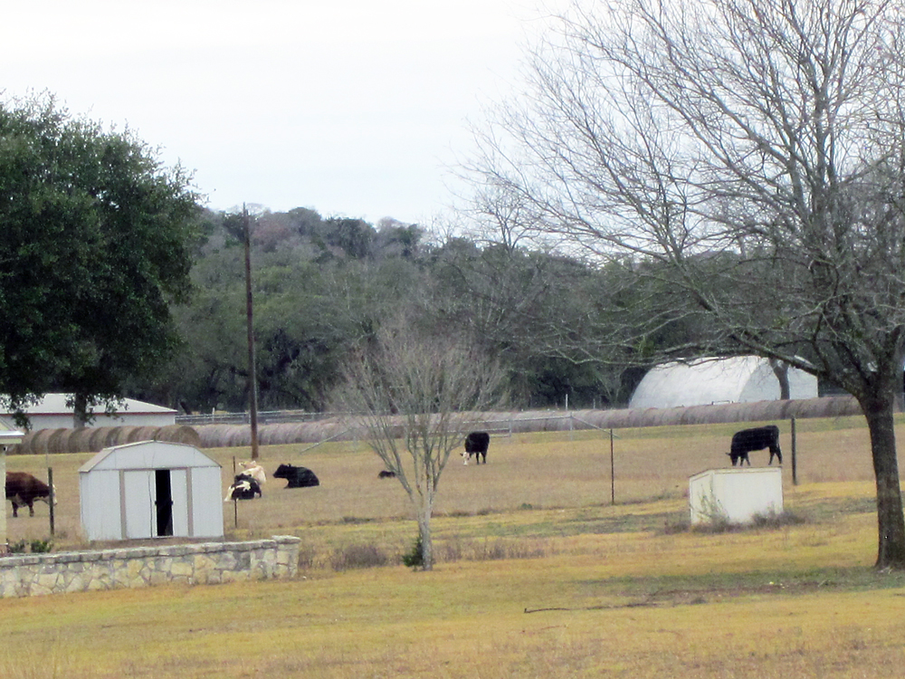 Raising Cattle in the San Antonio Metro Area