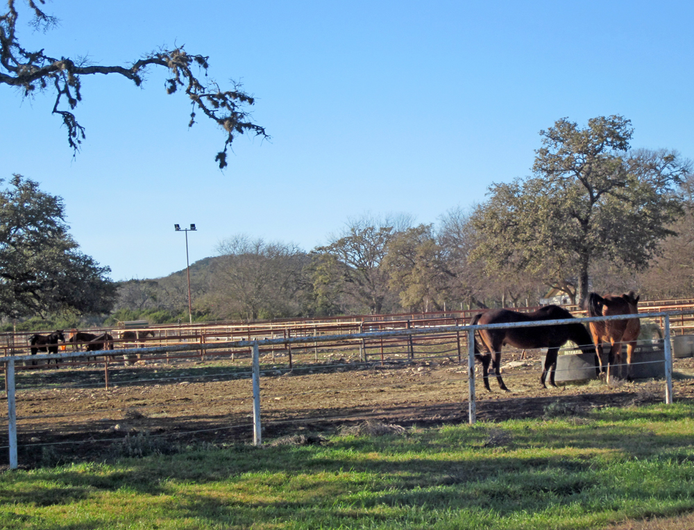 Raising Horses in the San Antonio Metro Area