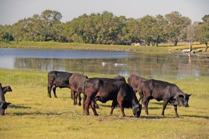 Cattle on a ranch in the Metro San Antonio area