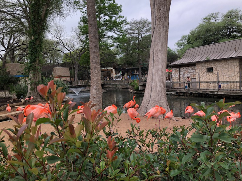 Flamingos at the San Antonio Zoo