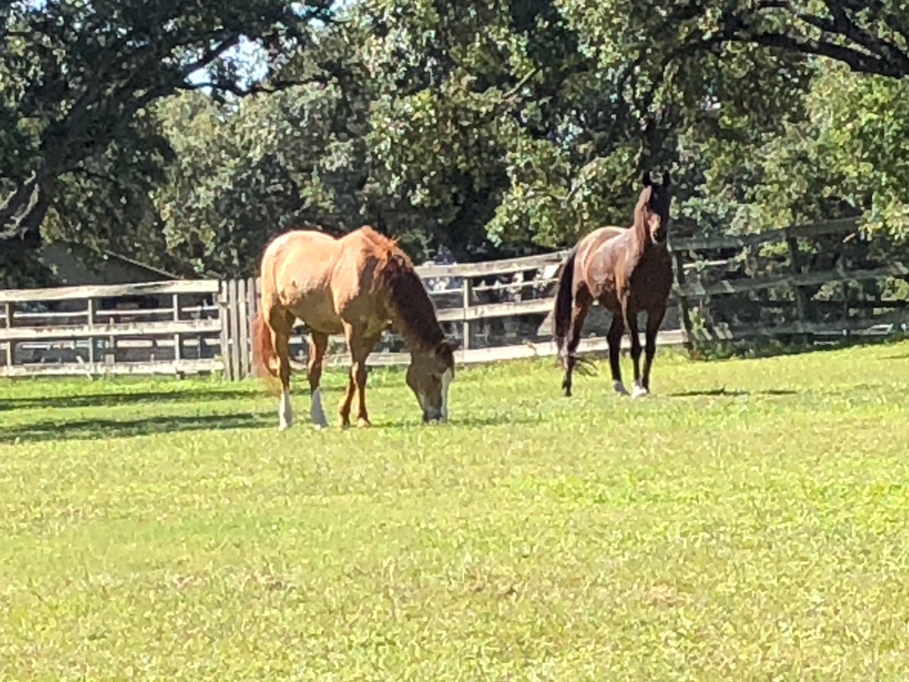 Ranching in Metro San Antonio